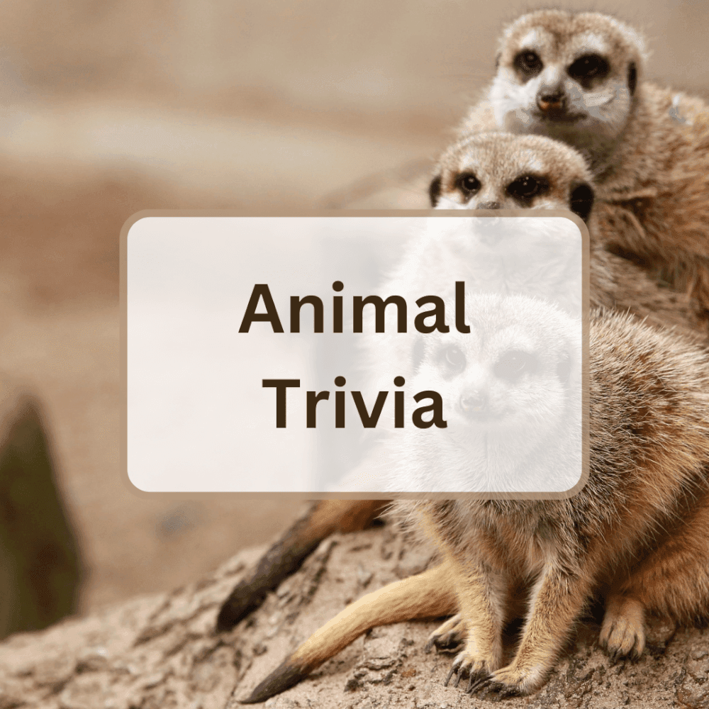 Featured Image of Animal Trivia.