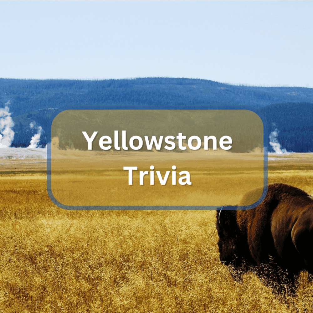 yellowstone trivia image