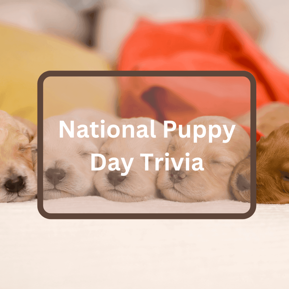 National Puppy Day Trivia