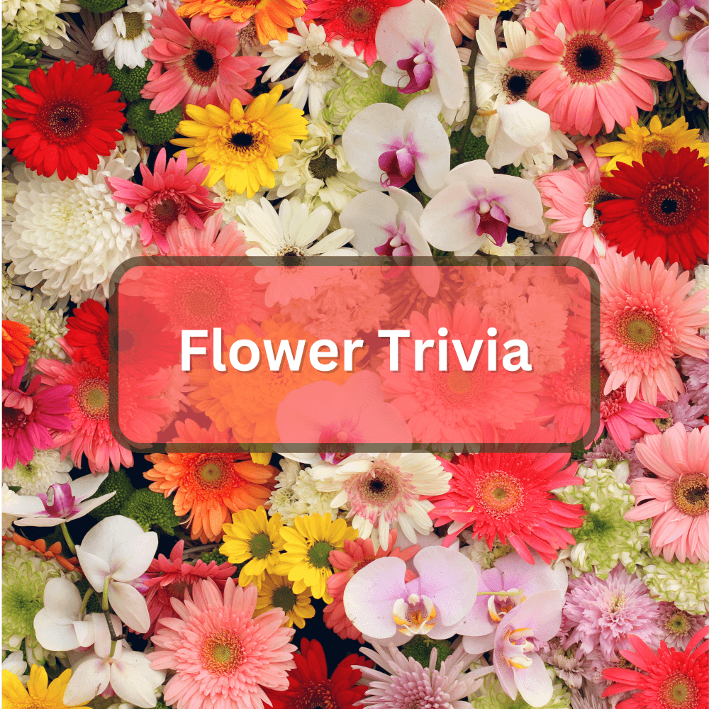 Featured image for Flower Trivia