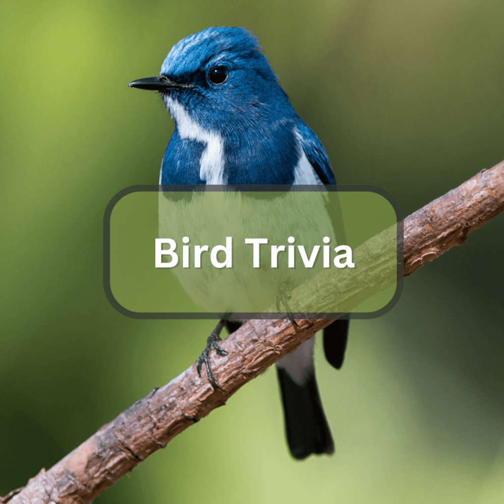 bird trivia image