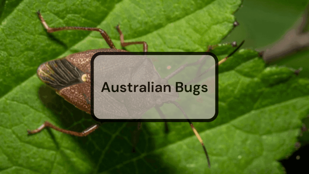 Australia Bugs