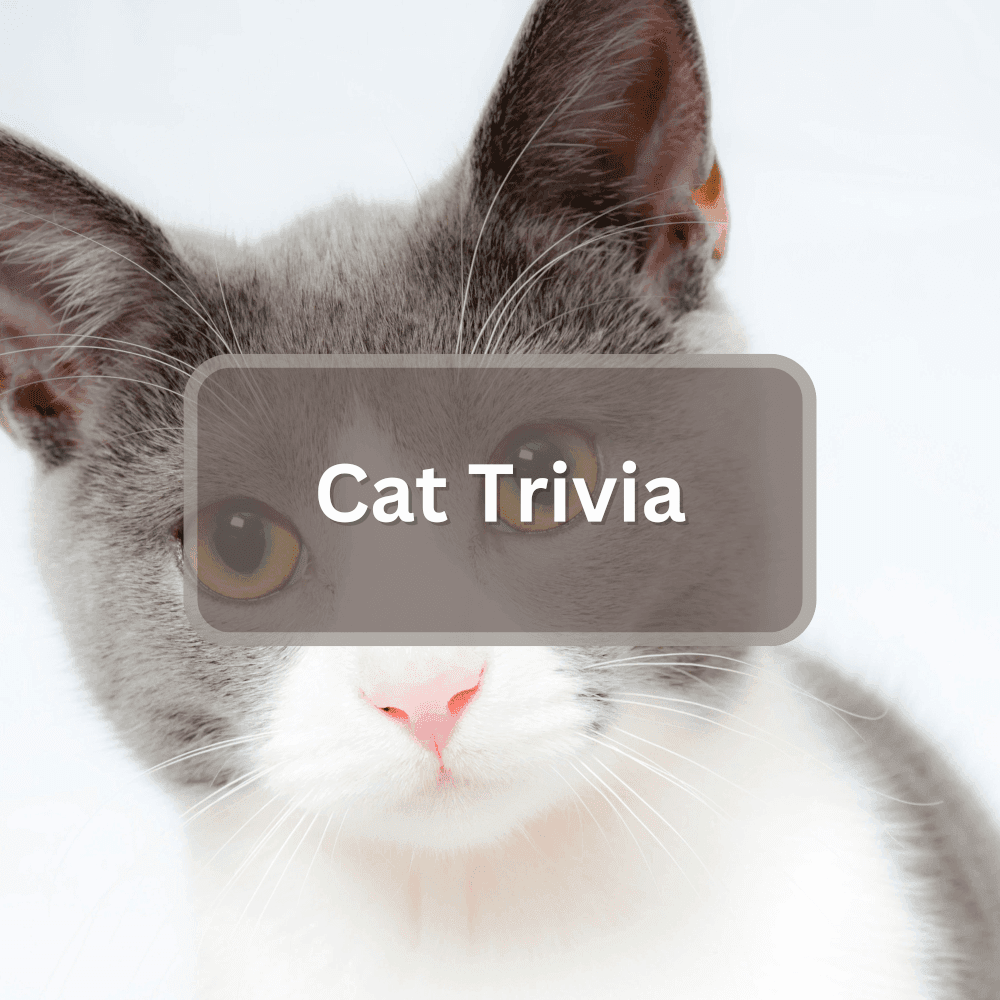 Featured image for Cat Trivia