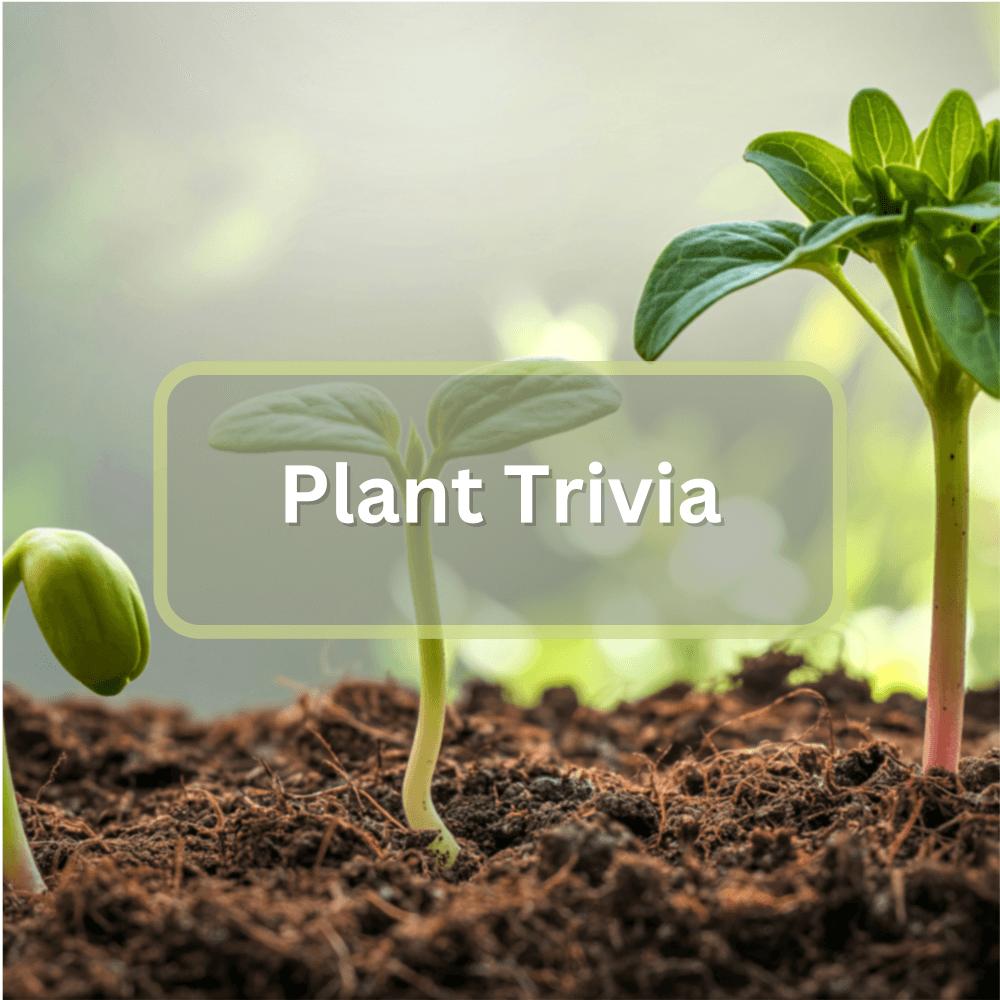 Featured image for Plant Trivia