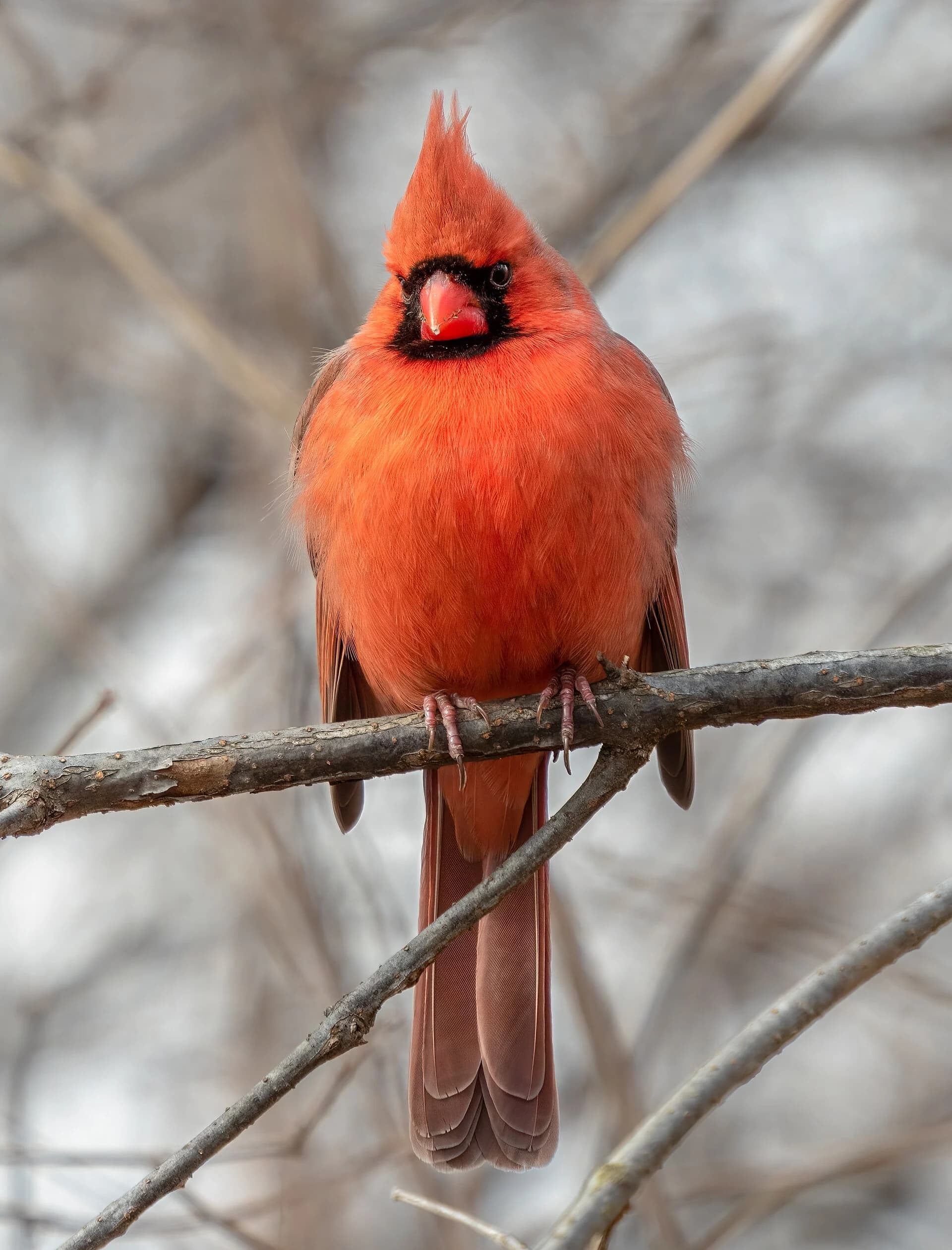 Featured Image of State Birds. Credit: Rhododendrites, CC BY-SA 4.0 , via Wikimedia Commons