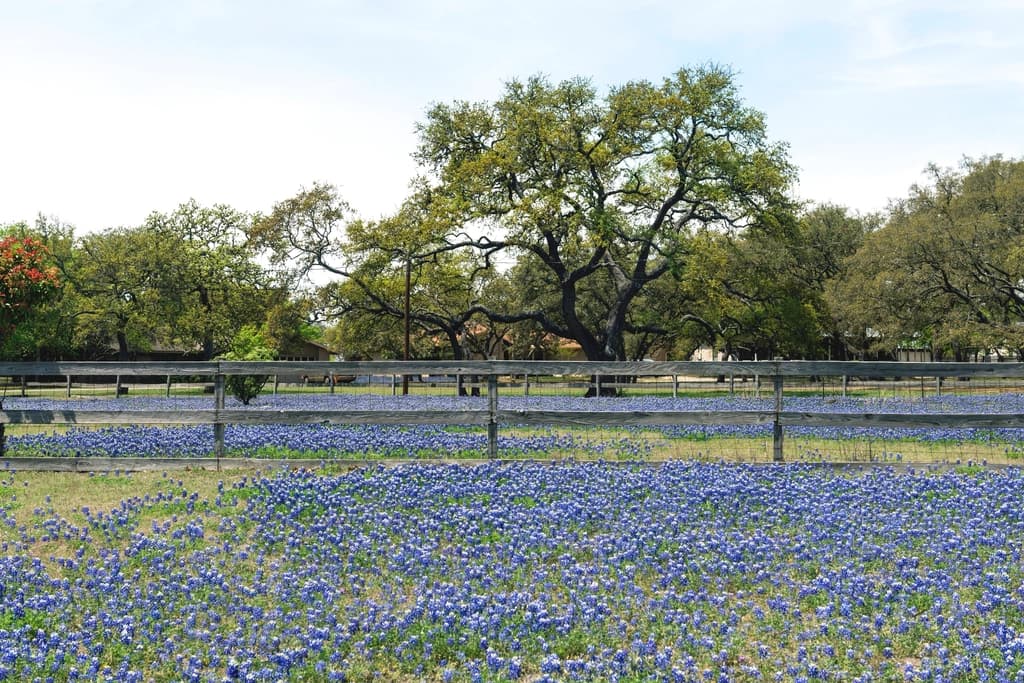 Featured Image of State Flowers. Credit: Carol M Highsmith, CC0 1.0 , via rawpixel