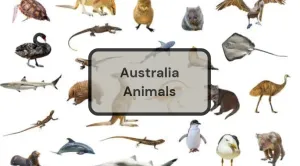Australia Animals