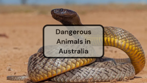 Dangerous Animals in Australia